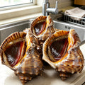 Large spiral sea snail shells arranged on a wooden board